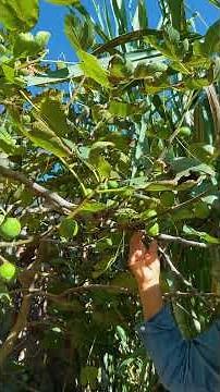This is how perfect figs are harvested | #dondalecio