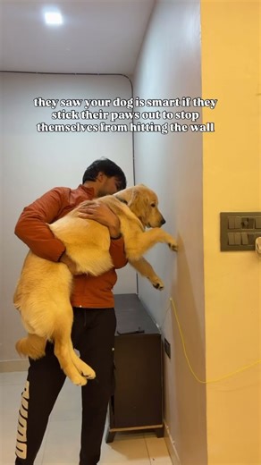 proof I’m smart 😎 #goldenretreivers #dogvideos #trending #funnyvideos #dogshorts