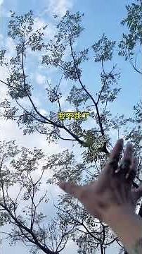 How to deal with a sugar glider that climbs trees but doesn't fly?