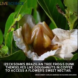 Scientists in Brazil may have observed the first example of an amphibian pollinating a flowering plant. 🐸🌸 Learn more 👉 https://trib.al/5REpwWX | LiveScience
