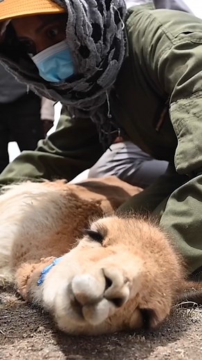 Here's why a kilogram of vicuña wool can sell for $370. #vicunawool #textiles #bolivia | Business Insider