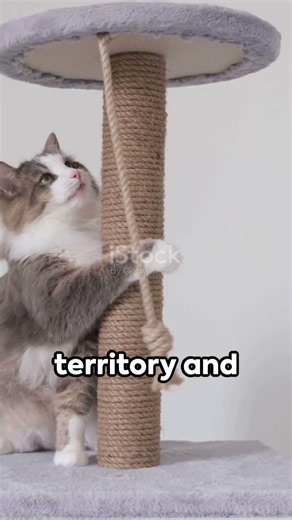 Cat Scratch Fever The Secret Language of Felines