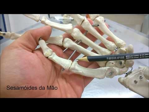 Anatomia - Ossos da Mão