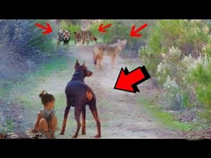 DOBERMAN Salva A NIÑA De 4 COYOTES!! 😲. 15 Animales Que Se Metieron Con El Oponente Equivocado.