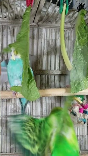 Beautiful Happy Parakeets Sing & Playing, #shorts Cute Budgies Chirping. Reduce lonely Birds Stress