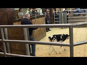 Livestock Auction - Covid19 Bringing Out New Buyers and I Buy 8 Calves!