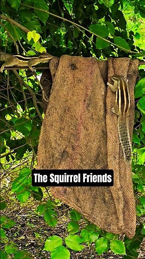 The Surprising Love Lives of Squirrels