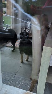 What a Waggy Tail welcome Merlin and Mia 😍❤️ | Waggy Tails