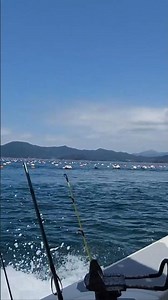 “사량도 앞바다 문어잡(Octopus Jackpot!)” #도다리 #감성돔 #돌돔 #쥐치 #잡어 #참돔 #오징어 #문어 #Fishing