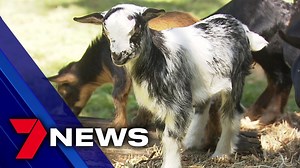 858K views · 2K reactions | Looking for a pet but can’t decide what you want? Miniature goats have become hugely popular and are in big demand for their milk. They can provide up to 2 litres of the richest and creamiest around. These kids were born and raised on the Gold Coast. “For those who don’t want a dog and they have a little bit of yard, they make the idea pet. They’re super clean and they’re super intelligent.” www.7NEWS.com.au #7NEWS | 7NEWS Brisbane | Facebook