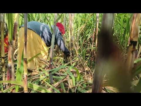 கரும்பு Detrashing | Sugarcane Growth & Yield Improvement