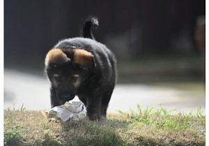 Our NASA (N Litter) were put through the Volhard Aptitude Puppy Testing on Saturday. Thanks to our friend and trainers at Ears Up K9 Training. All pups did great! The test are as follows: • Social Attraction - degree of social attraction to people, confidence or dependence. • Following - willingness to follow a person. • Restraint - degree of dominant or submissive tendency, and ease of handling in difficult situations. • Social Dominance - degree of acceptance of social dominance by a person. •