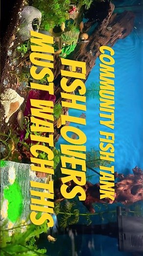 Beautiful community aquarium setup Featuring rainbowfish, garra rufa, golden barbs ‪@GarvitAquaLife‬