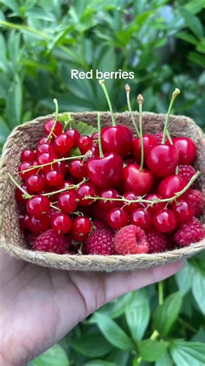 Découvrez les fruits rouges : baies et délices