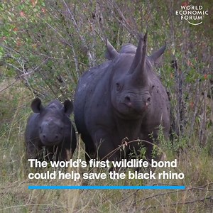 29K views · 819 reactions | Black rhino numbers have plummeted to just 5,600.  Learn more about green finance: https://wef.ch/3fUb14D | World Economic Forum | Facebook