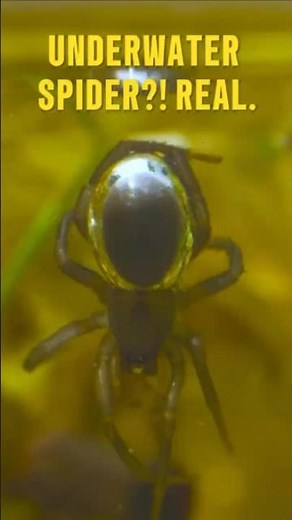 The Spider That Lives UNDERWATER… This Is Not Normal
