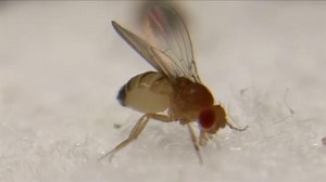These Zombie Flies Are Being Mind-Controlled By a Fungus