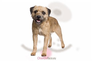 Le Border Terrier : caractère, qualités & défauts de ce chien