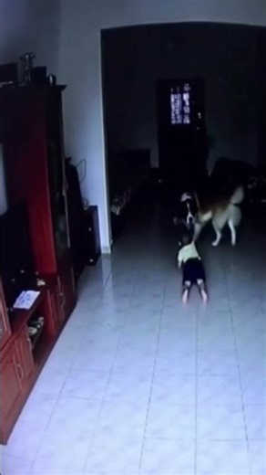 Dog saves baby in Vietnam! Amazing hero! 🙏