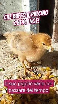 Il verso del pulcino Il pigolìo continuo e il verso nasale mentre piange! #pulcini #pollaio