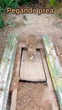 Peguei um preá no fojo #armadilha #caça #sobrevivência #animais #preá