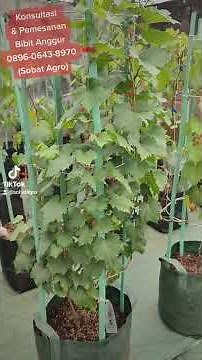 Cara Membuat Tabulampot Anggur Subur dan Rimbun (1)