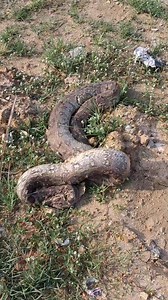 #ownvoice #python #snake #snakehead #snakesofinstagram #kanyakumari #tamil #forest #forestvibes | Ayrans