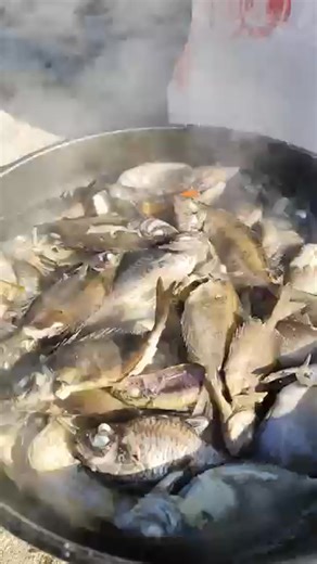1.4K views | Easy Boiled Fish Recipe for Dinner ｜ Pro Chef Secrets for Tender, Flavorful Fish!  #fishing #flyfishing #outdoors #ocean #florida #adventure #explore #fish #nature | Jimmie Dardar | Facebook