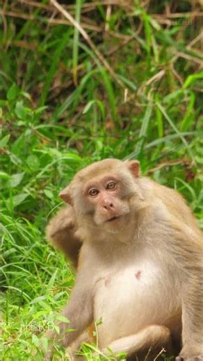 The Monkey Is Relaxing Like a Dog