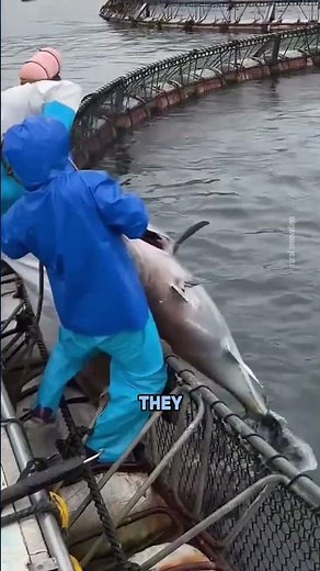 How Offshore Tuna Farms Feed These Million-Dollar Fish