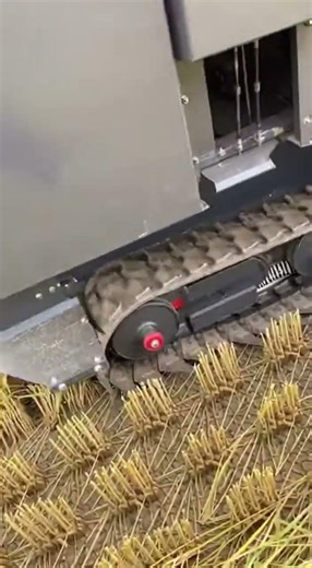 #Amazing Rice Cutting Machine Woman Farmer Watch Her Master Skills #Amazing #Farming #Machine