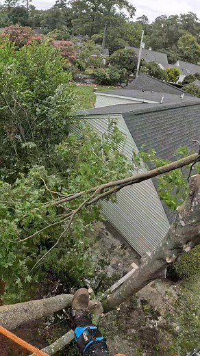 ☘️🍃🙌 #arboleros #treeworker #treeworks #TreeRemoval #treeservice #treeclimber #treeclimbing #treecare #arborist #climbing #climber #rigging #apeo #escaladores #ropework | Elías Jer