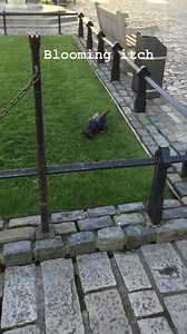 59K views · 2.9K reactions | Raven having a scratch | Ravenmaster | Facebook