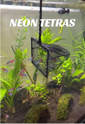 Neon Tetras Adding Vibrancy to My 75 Gallon Tank