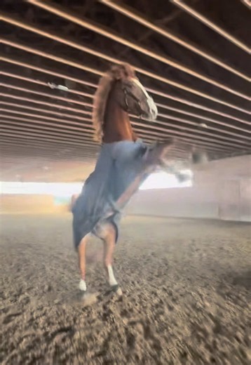 Funny Equestrian Moments: Horseplay Adventures