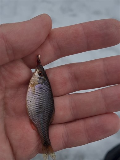 Зивомий улов #рибалка2026 #зимоварибалка #риболовля2026