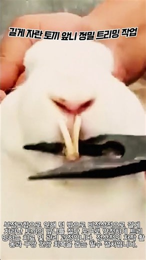 길게 자란 토끼 앞니 정밀 트리밍 작업 #worker #process #rabbit #teeth #care