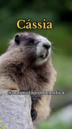 Marmota Gritando: Memes de Animais Chamando Cássia e Outros Nomes Engraçados