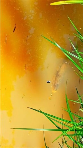 Giant Snakehead Fish in Action