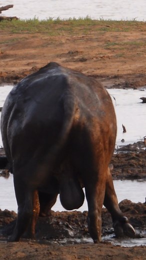 102K views · 1.2K reactions | Massive Buffalo Wallowing ❤ #safari #animals #wildlife #amazing #nature | Wildest Kruger Sightings | Facebook