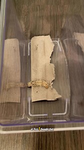 Although rare, it’s possible for a silk worm to transform into a pupa without spinning a cocoon🥹 | Jessie JJ