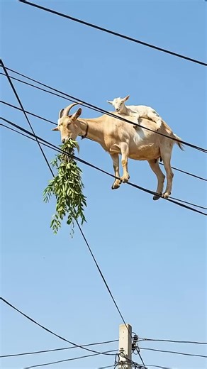 Unbelievable Leap – Mountain Goat_s Final Instinct(#trending #page #ai #goat #foryou