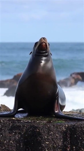Loud Sea Lion Sound On Shore 🌊🦭