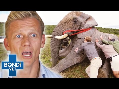 Top 5 Crazy Castrations on Wild Animals 😳 | Bondi Vet Compilation | Bondi Vet