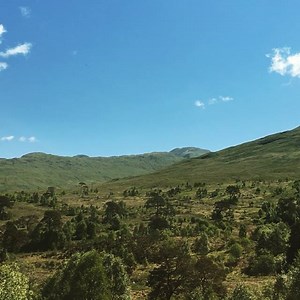 Check out the old Caledonian Pine Forest just North of Loch Lomond 󾌰 Wonderful place for exploring and trying to spot some great Scottish Wildlife You've just got to Love Loch Lomond and the beautiful land around #scotland | Scotland's Wild