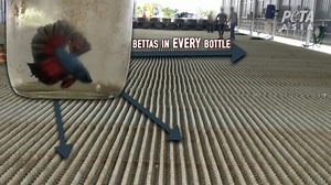 How Betta Fish Suffer When Forced to Be 'Pets' | PETA Kids