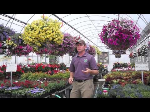How to Grow HUGE Hanging Baskets
