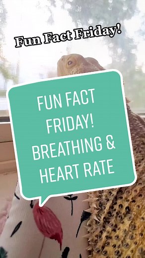 Understanding Breathing and Heart Rates in Bearded Dragons