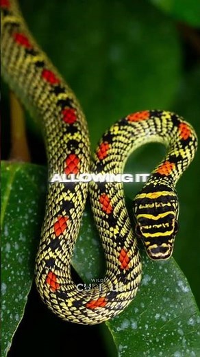 The Flying Snake: Nature’s Gliding Wonder! 🐍🌴