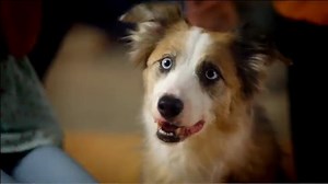 Watch Playskool Showcam 2-in-1 Digital Camera and Projector ﹙White﹚ on Amazon Live